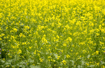 Bright yellow blooming rapeseed field. Simple floral background