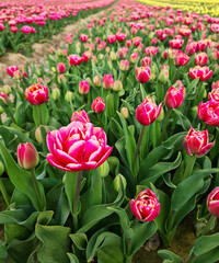 Blooming field of pink and yellow tulips. Selective focus.