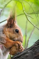The squirrel with nut sits on a branches in the spring or summer. Portrait of the squirrel close-up