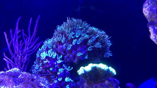 Aufnahme einer Koralle im Aquarium.