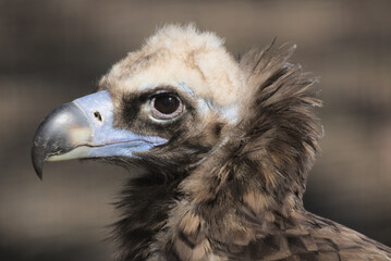 The griffon vulture close up head shot very close up showing feather and beak details. Scavengers...