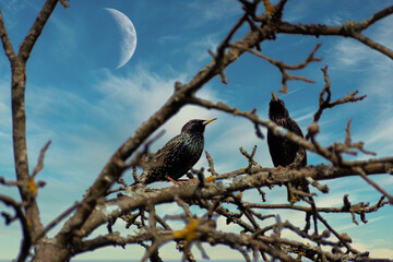 Spring arrived starlings sit on tree branches in the garden.