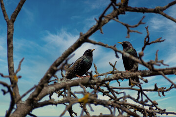 Spring arrived starlings sit on tree branches in the garden.