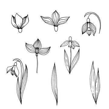 Set of hand drawn flowers snowdrops vector illustration. Doodle style drawings linear image in black isolate on white background.