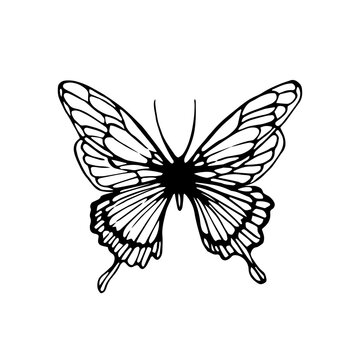 Butterfly line drawing elements set isolated on white background for logo or decorative element. Vector illustration of various insect forms in trendy outline style.