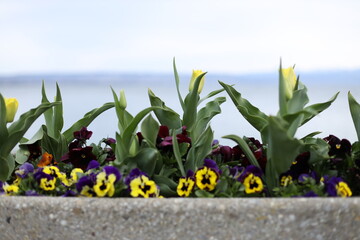 Fleurs printanières au bord du lac