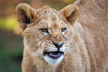 Naklejka premium Jonge leeuwin gromt