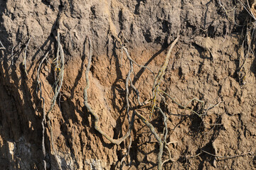 a cut of the earth's crust with tree roots