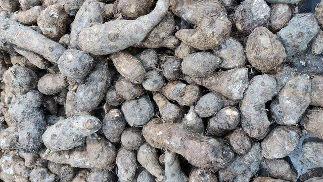 Large arbi or arvi is a vegetable that grows underground