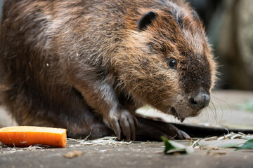 American beaver enjoying a meal.