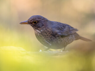 Obraz premium Common blackbird perched on ground with blurred background