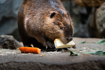 American beaver enjoying a meal.