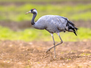 Common crane walking in agricultural field