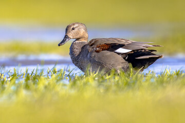 Gadwall duck in natural wetland habitat