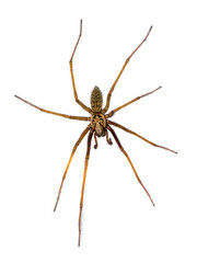 Giant house spider isolated on white background