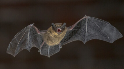 Shouting Pipistrelle bat in flight - obrazy, fototapety, plakaty