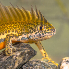 Southern banded newt aquatic animal in natural underwater habitat