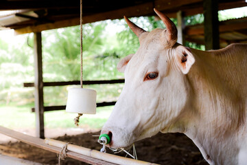 The cow in the pen is chewing grass and have a white mineral salt to help add nutrients to the cow.
