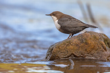 White throated dipper foraging in streaming water