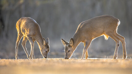 Two Roe deer on clearing