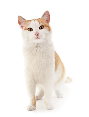Little white kitten .
