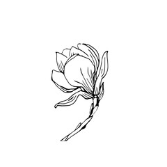 Spring graphical magnolia flower. Vector nature element isolated on white. Romantic wedding hand drawn design.