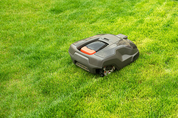 Robot mows the lawn and cares for the lawn in the home yard 