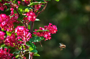 Currant (Ribes sanguineum) in the sunshine. A motion blurred bee is flying away.