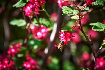 Bee sitting on a flowering currant (Ribes sanguineum) in the sunshine.