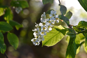 Białe kwiaty wśród zielonych liści © Marek