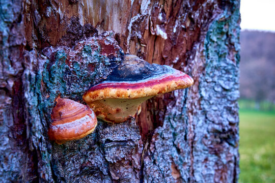 Fomes fomentarius, Horse's hoof fungus