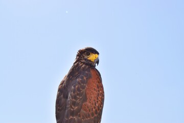 Eagle