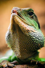 Physignatus - green agama lizard on a stone.