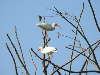 Ibis blanco 