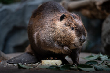 American beaver enjoying a meal. - obrazy, fototapety, plakaty