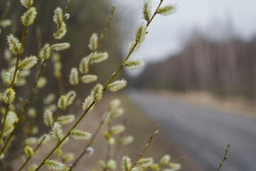 the buds of the trees bloom in the spring