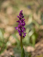Early Purple Orchid Beginning to Flower