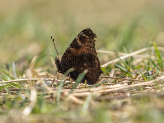 Peacock Butterfly Resting on Grass