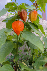 Chinese lantern flowers