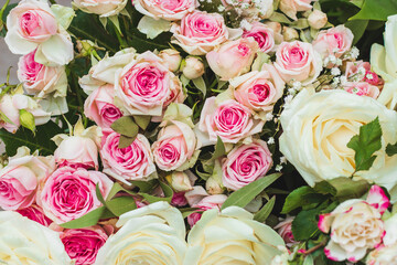 Pastel pink roses close-up. Blooming delicate roses in a bouquet. Festive floral background in pastel colors.