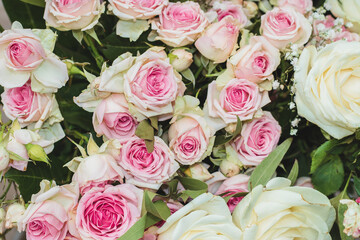 Festive floral background in pastel colors. Blooming delicate roses in a bouquet. Pastel pink roses close-up.