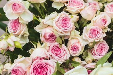 Blooming delicate roses in a bouquet. Festive floral background in pastel colors. Pastel pink roses close-up.