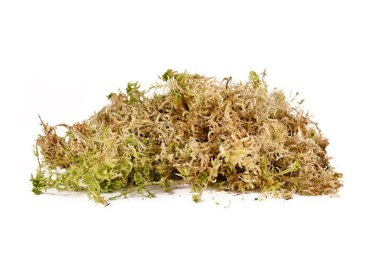 Dried sphagnum moss hi-res stock photography and images - Alamy
