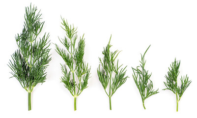Set of sprigs of fresh dill on a white background, isolated. Top view