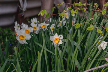 White daffodils with green foliage in the garden. White daffodils with a red core bloom. White daffodil flowers on a blurry background on a sunny day. The first spring flowers.