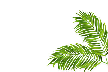 Fototapeta na wymiar Coconut leaves on a white background. Vector
