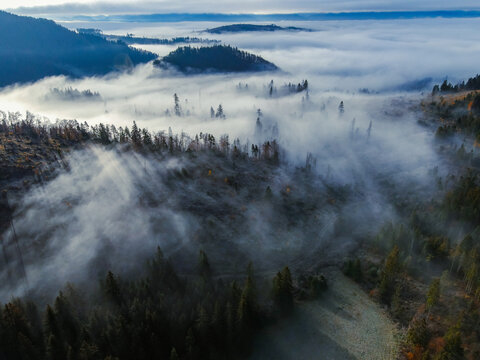 Aerial top view of misty forest trees in forest in Slovakia. Drone photography. Rainforest ecosystem and healthy environment concept. Foggy morning © alexanderuhrin