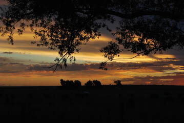 atardecer en el campo rodeado de naturaleza y bellos animales.