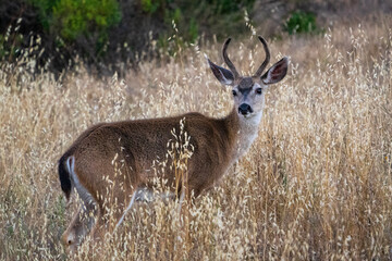 white deer