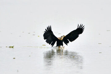Oriental Darter Bird Is Landing In The Wetland
